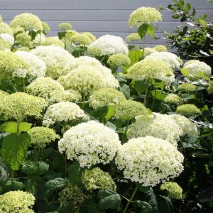 Hortensia Sneeuwbal