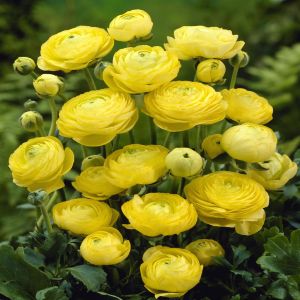 Ranunculus asiaticus Yellow v1
