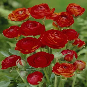 Ranunculus asiaticus Red v1