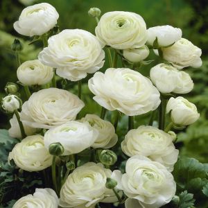 Ranunculus asiaticus White v1