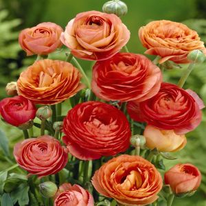 Ranonkel Oranje 4/5 x 20