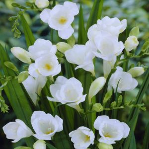 Freesia single White v1