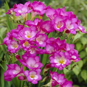 Freesia Enkel Roze x 20