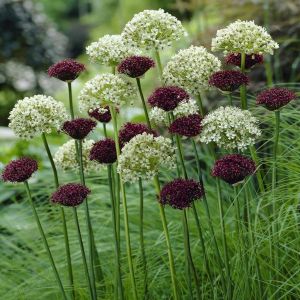 Allium Combo Nigrum/Atropurpureum