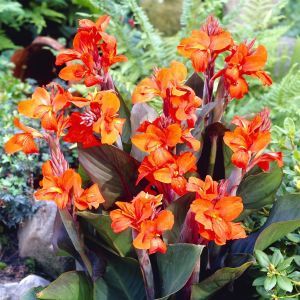 Canna E. Neubert