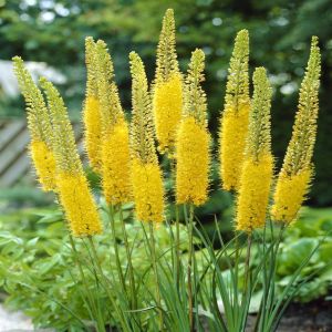 Eremurus stenophyllus Bungei