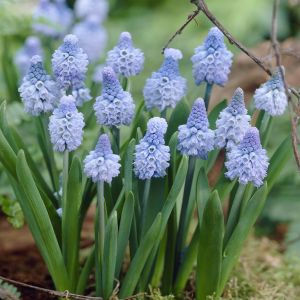Muscari ambrosiacum Azureum x 10
