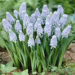 Muscari armeniacum Valerie Finnis x 20