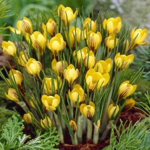Crocus chrysanthus Fuscotintus x 20