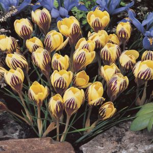 Crocus chrysanthus Gipsy Girl x 20