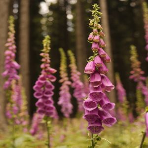 Digitalis Purpurea Foxy Hybrids x 5