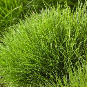 Festuca gautieri 9 cm pot