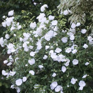 Hibiscus syriacus White