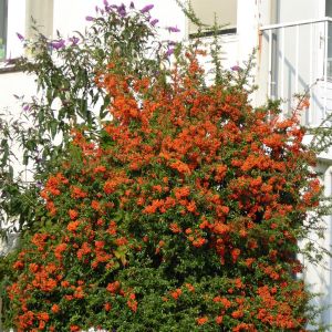 Pyracantha Orange Charmer x 5