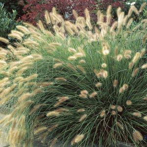 Pennisetum alopecuroides Hameln
