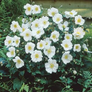 Anemone Hybrida Honorine Jorbert x 3