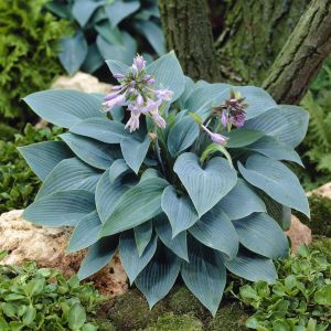 Hosta Tardiana Halcyon 9 Cm Hartlelie