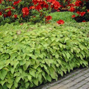 Epimedium Rubrum Elfenbloem