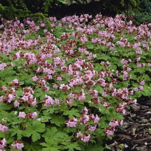 Geranium Macrorrhizum Ingwersen