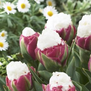 Tulpen Dubbel Laat Ice Cream x 10