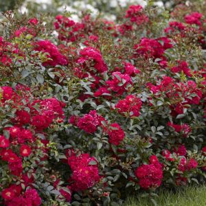 Vaccinium Pink Lemonade 9 cm