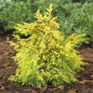 Juniperus Communis Gold Cone