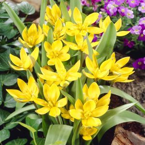 Tulpen species Daystemon Tarda x 20