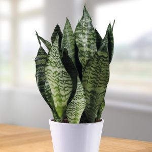 Sansevieria Zeylanica - hoogte 45-50