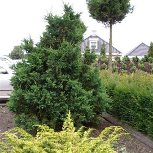 Chamaecyparis Obtusa Draht Groot