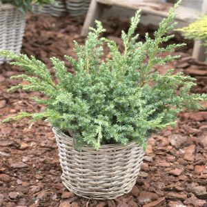Juniperus Squamata Blue Swede