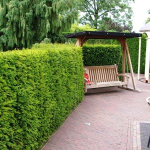 Taxus Baccata In Pot