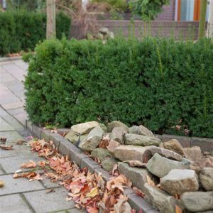 Taxus Media Densiformis