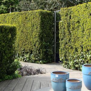 Taxus Media Groenland Venijnboom