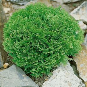 Thuja Occidentalis Danica Levensboom