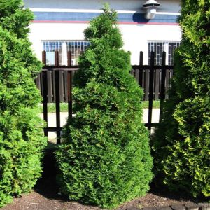 Thuja Occidentalis Holmstrup Levensboom