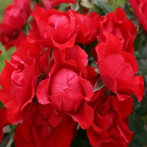 Bodembedekkende Roos Black Forest