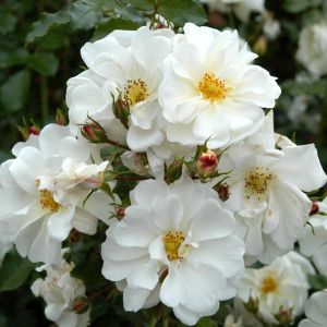 Bodembedekkende Roos Diamant Rose