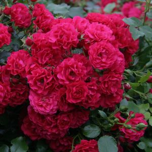 Bodembedekkende Roos Gärtnerfreude