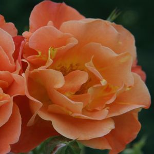 Kordes Climbing Rose Westerland