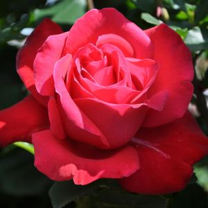 Grootbloemige Roos Dame Du Coeur