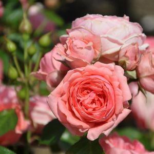 Floribunda Roos Kimono