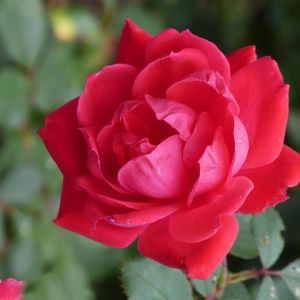 Klimroos Pauls Scarlet Op Pot