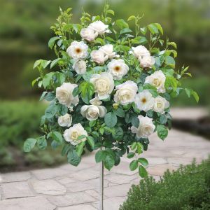 Standard Pot Rose White 120/140 cm