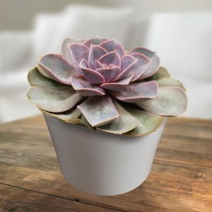 Echeveria Pearl Van Neurenberg