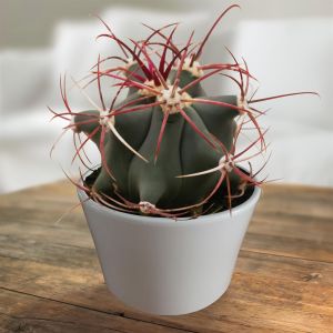 Ferocactus Covillei