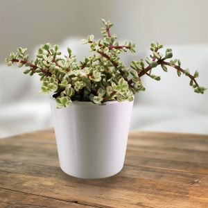 Portulacaria Afra Variegata