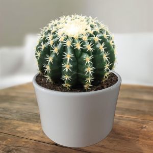 Echinocactus Brevispina
