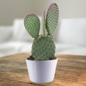 Opuntia Macrocalyx