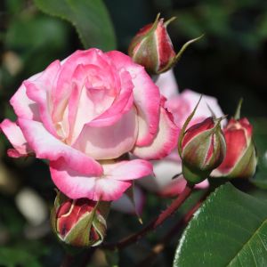 Floribunda Roos La Minuette Op Pot