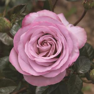 Theeroos International Blue Girl Op Pot